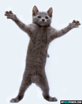 stories/2611/images/9_funny_dancing_kitty.gif